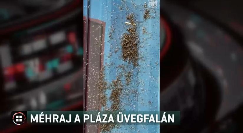Videó: Méhrajzás egy budapesti plázánál