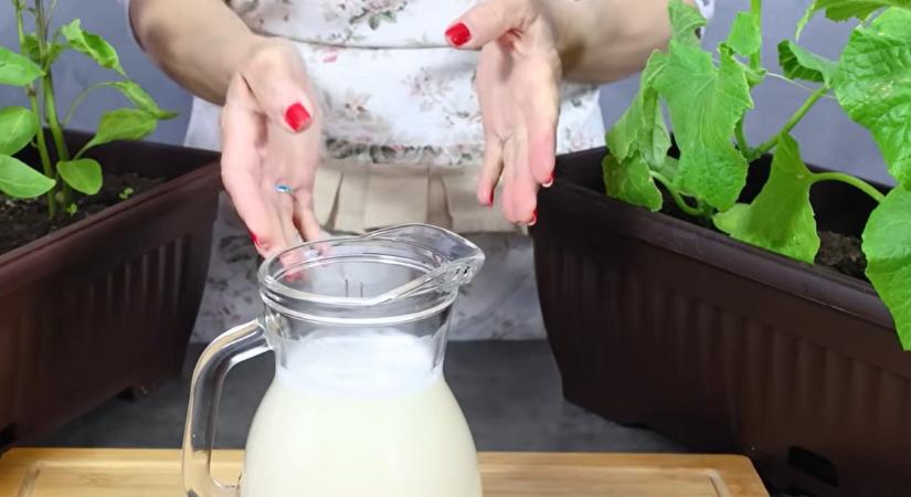 Ettől a természetes műtrágyától őrült módon kezd nőni a paradicsom, paprika és uborka