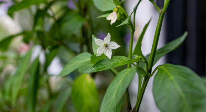 Sokan elrontják: ezen múlhat a paprika termésed!