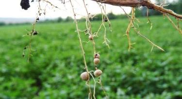 A pillangósvirágúak agronómiai jelentősége