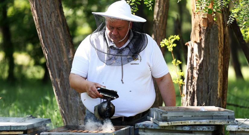 Kevés lehet idén az akácméz, válságos helyzetben vannak a magyar méhészek
