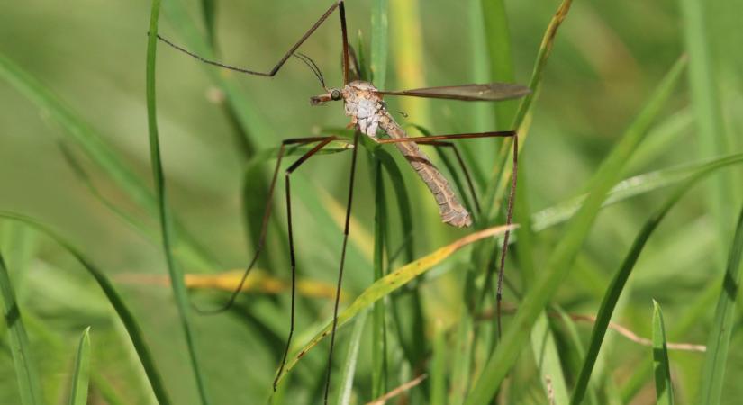 Megjelent a rémisztő rovar, sokan frászt kapnak tőle – ne üssük agyon!