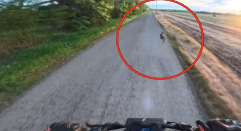 „A ku**a a**ja fa**át megba**a! Hát mi a fa**?!” – Menekülő nyúl tarolt le egy elektromos rollerest