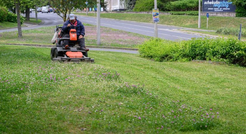 Pitypangos rét vagy rendezett pázsit? Ezért magasabb a fű Sopronban