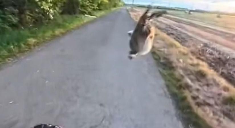 Változnak az idők: mezei nyúl ugrott egy rolleres arcába (VIDEÓ)