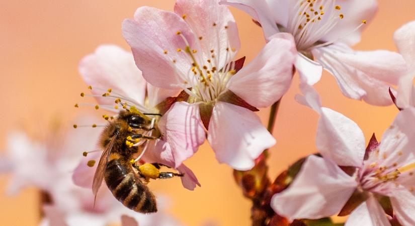 Fenntartható növényvédelem a beporzók védelméért