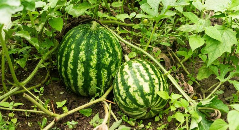 Későbbre csúszik a magyarok kedvenc gyümölcsének érése?