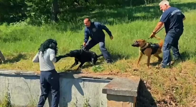 Durva szituációkra készültek a rendőrkutyák – három vármegye fogott össze a kiképzésen (videó)