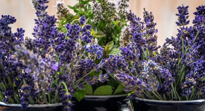 Elég a vegyszerekből: ezek a növények tartják távol a szúnyogokat