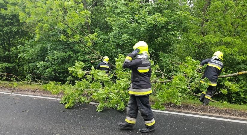 Kidőlt fák nehezítették a közlekedést a Bakonyban – többször is riasztották a tűzoltókat