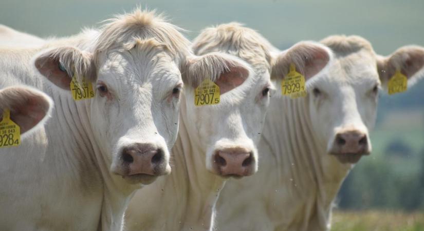 Genetika és tréning: így készültek fel a versenyre a győztes charolais marhák