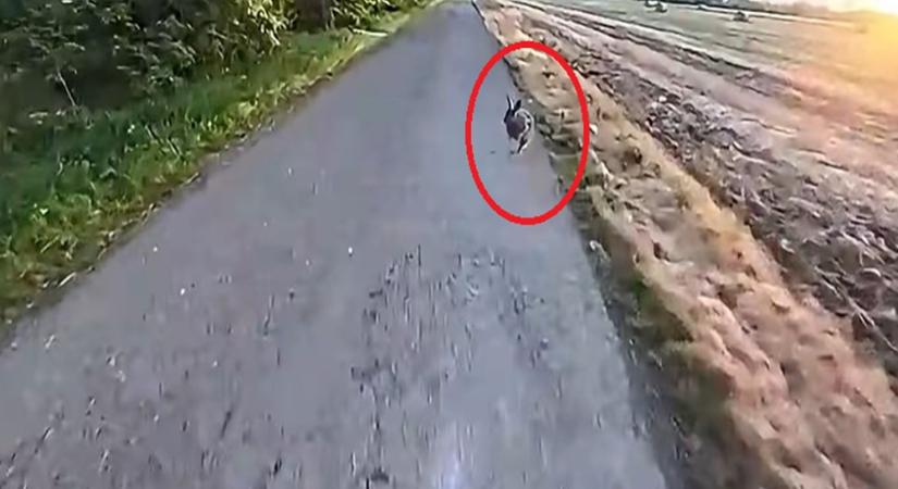 Videón az elképesztő ütközés: nyúl találta telibe a rollerest