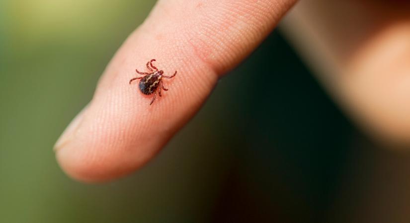Halálos kórt is terjeszthet a hazánkban megjelent új vérszívó: a te kertedben is ott lapulhat a veszély