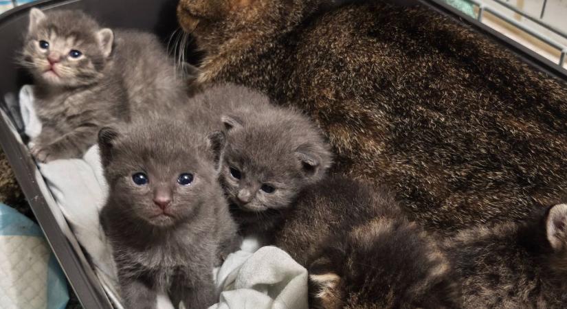 Cuki kiscica vagy kis diktátor? Így veszi át az uralmat a macskád pillanatok alatt