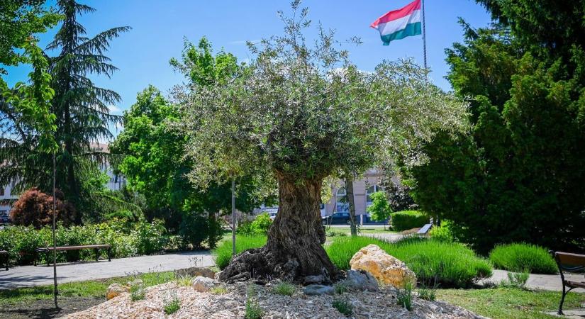 300 éves mediterrán csoda került a túri főtérre, fény derült a titokzatos ügyfél kilétére – galériával