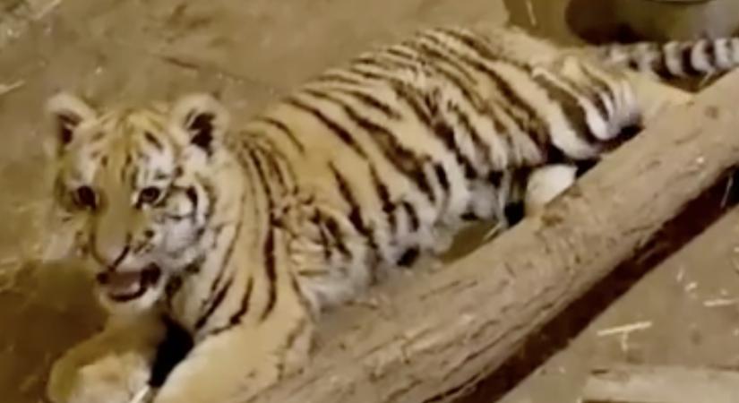 Megszökött egy tigris Lipcsében, a rendőrség lelőtte