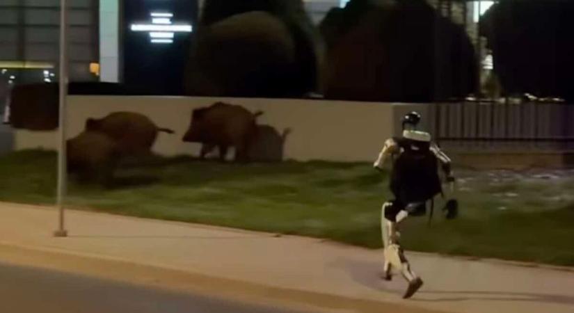 Ez lehet a jövő: robot hajtotta a vaddisznókat egy úttest mellett (videók)