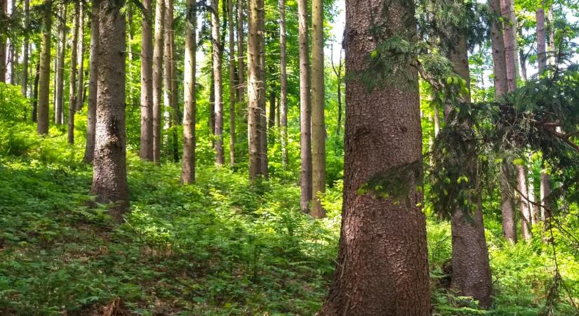 A lucfenyő menthetetlen, Magyarország már nem a hazája
