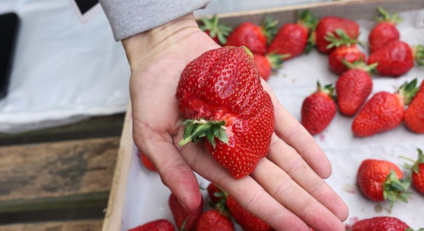 Nem olcsó, de megéri: így ismerheted fel a zamatos magyar epret a gyorsan rohadó import gyümölccsel szemben