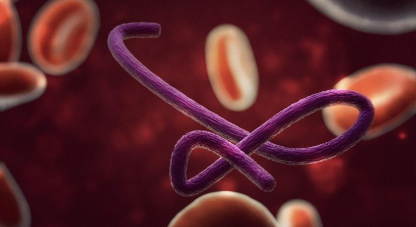 A WHO kiadta legmagasabb szintű riasztást az ebolajárvány miatt