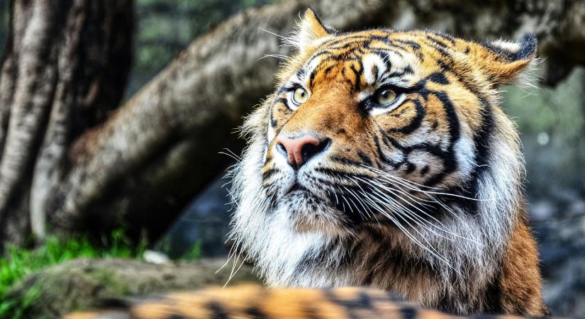 Elszabadult egy tigris Lipcsében, hajtóvadászatot tartottak, miután megsebesített egy embert