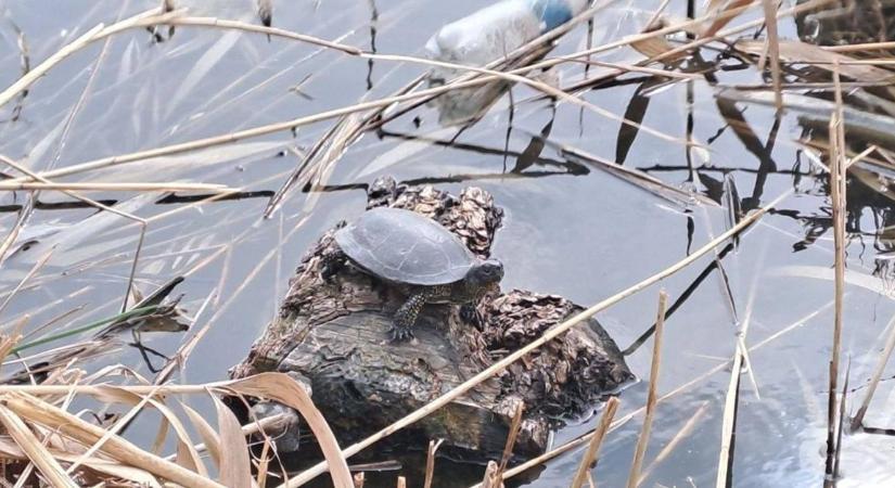 Drasztikus lépés: betiltják a horgászatot, így mentenék meg a tavat