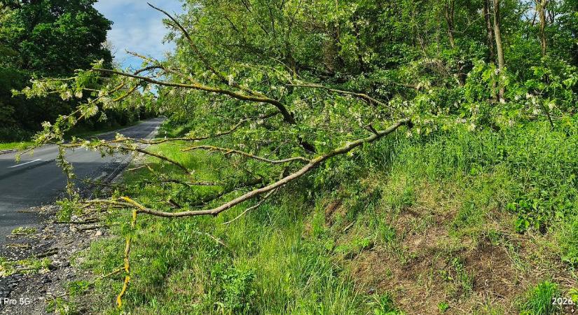 Szerencsére nem járt arra senki..., hatalmas fa dőlt a 68-as útra – tűzoltók a helyszínen
