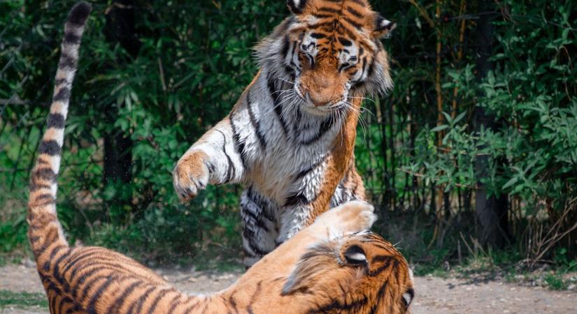 Hajtóvadászat Lipcsében: elszabadult egy tigris a városban