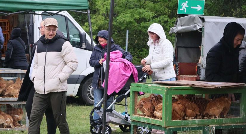 Dunaföldvári vásár: az esőben is ezrek érkeztek vasárnap (képgaléria)