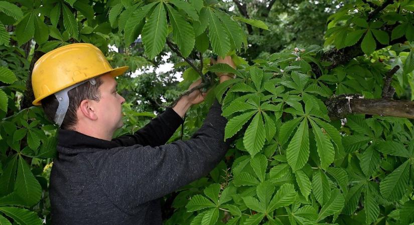 Környezetbarát kísérlet Egerben: különleges módszerrel védik a vadgesztenyefákat