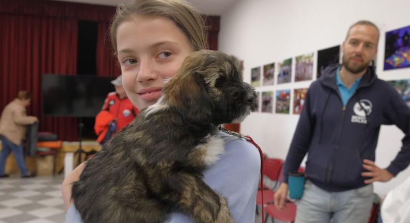 Imádnivaló kutyák lepték el a találkozót: hatalmas sikert aratott az első Tibeti Terrier esemény (galéria)
