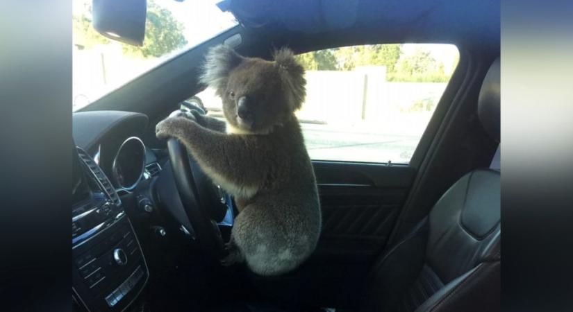 Koala okozott tömegbalesetet Ausztráliában