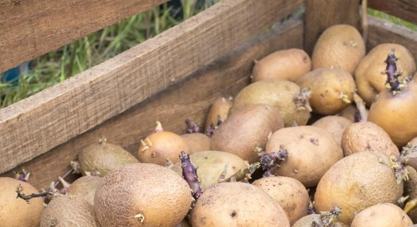 Így nem csírázik ki a burgonya: ez a régi trükk akár hónapokig frissen tarthatja