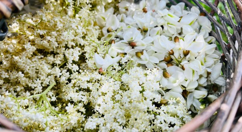 Ezeket a virágokat most ingyen gyűjtheted – és nem is gondolnád, mire jók