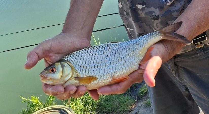 Sosem fogtak még ekkora példányt, a Jászkunságban dőlt meg az országos rekord