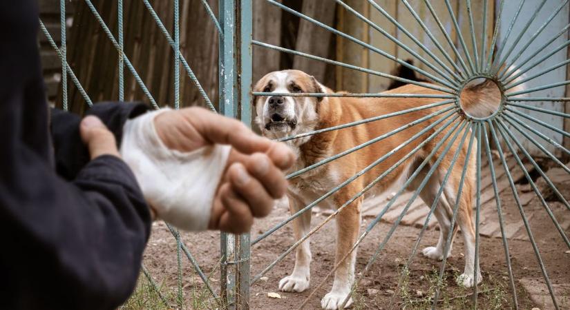 Hiába volt pórázon: brutális kutyatámadás miatt emeltek vádat a gazda ellen Vasban