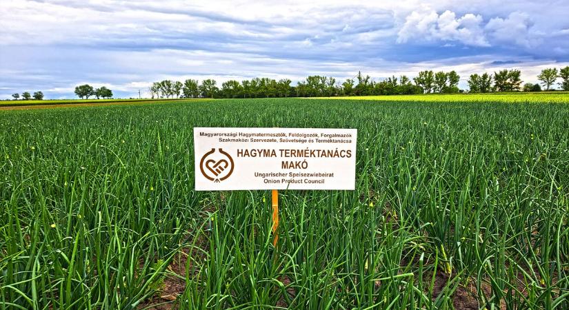 Egyre kevesebben termesztik, mégis sokan bíznak a makói hagyma feltámadásában