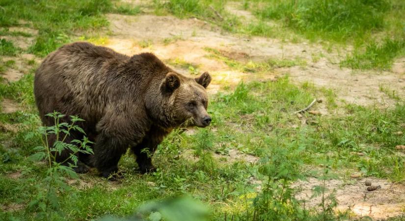 Sokkoló felvételek: medve kószált egy iskola melletti buszmegállóban - Videó