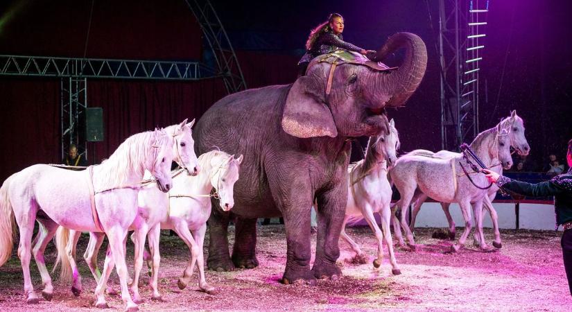 Az utolsó magyar cirkuszi elefántot is befogadná a Richter Safari Park  fotók