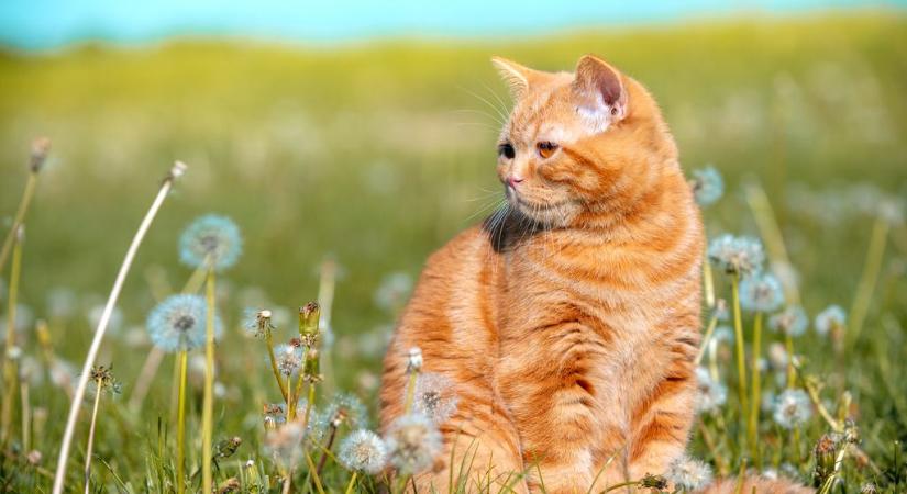 10 kérdés a macska kullancsáról, amit nem mertél megkérdezni