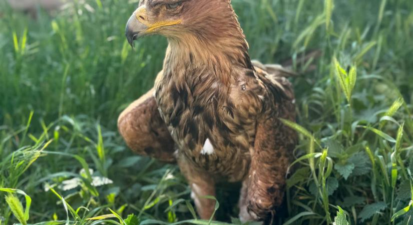 Bravúros szemlencse műtét után ismét lát a megvakult parlagi sas