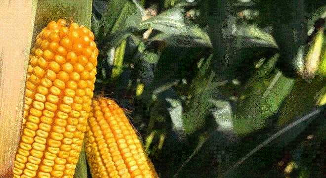 Az Év Agrárembere 2025 – interjú Barna Sándorral