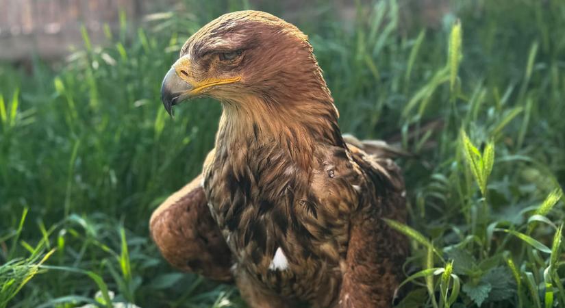Egy balesetes pézsmakacsa szemét kapta meg a Hortobágyi Madárkórházban ápolt vak parlagi sas