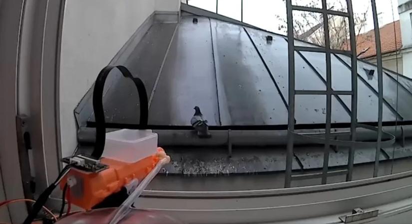 Megvan a tökéletes galambriasztó? Videón az automatikus vízágyú