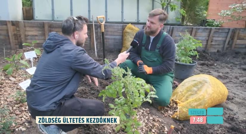 Sokan elkövetik ezt a hibát a paradicsommal, most Megyeri Szabolcs segít ebben