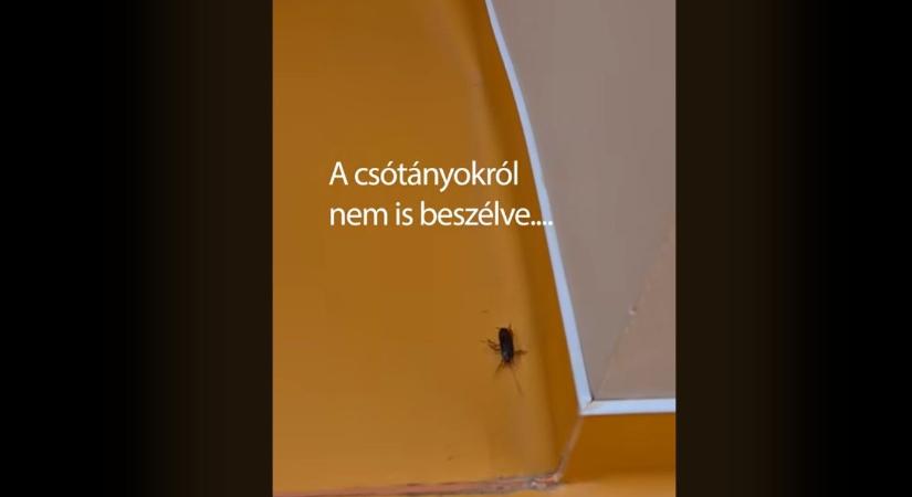 Csótányok grasszálnak a Széchényi könyvtárban – a dolgozók videón mutatták meg a munkahelyüket