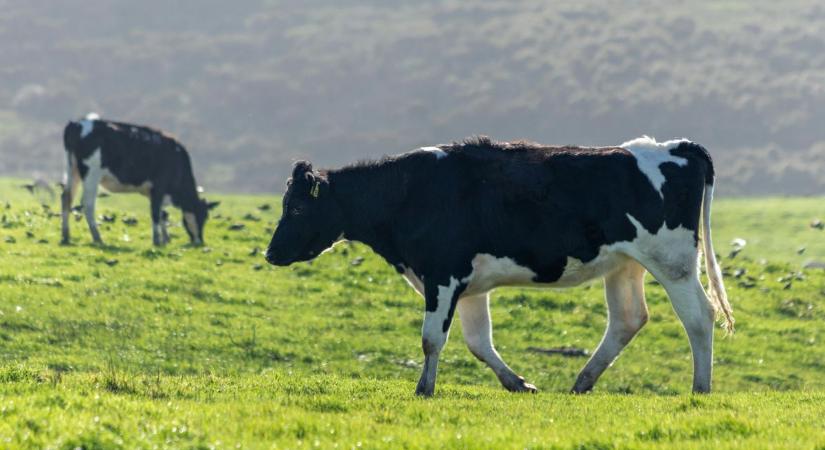 Halálra tapostak egy nőt a tehenek Ausztriában