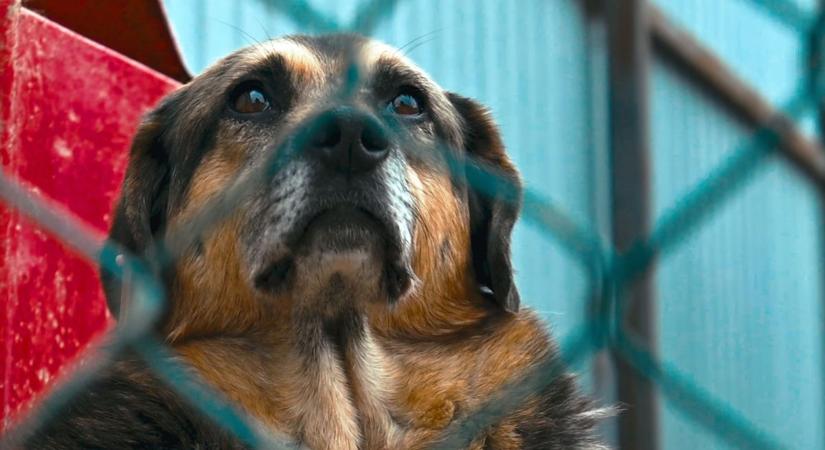 Szigorúbb büntetésekre számíthatnak a felelőtlen gazdik Kaposváron
