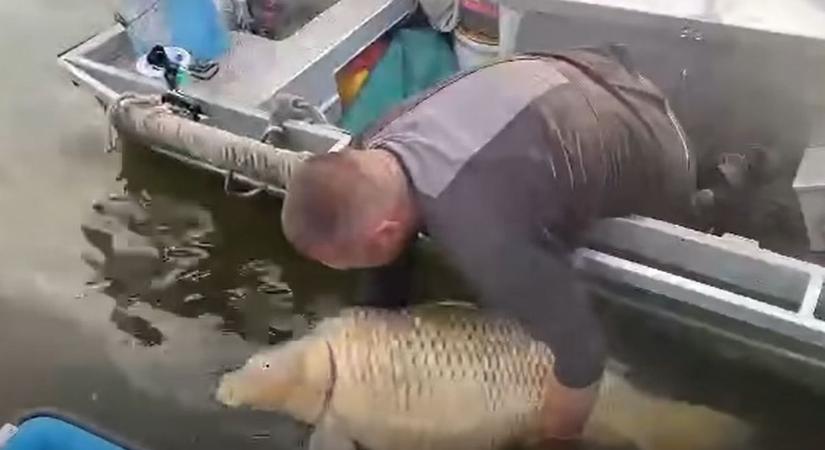 34 és fél kilónyi tömör gyönyör: alig bírtak a horgászok a Tisza-tavi pontykirállyal – videóval