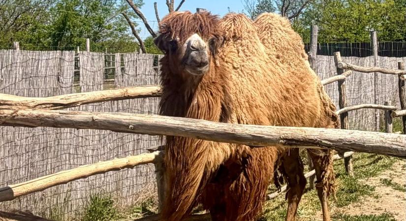 Ritka állatokkal és új fejlesztésekkel készül az előszállási állatpark